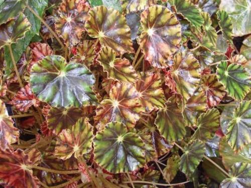 Бегония с красными листьями. Популярные виды и сорта 01