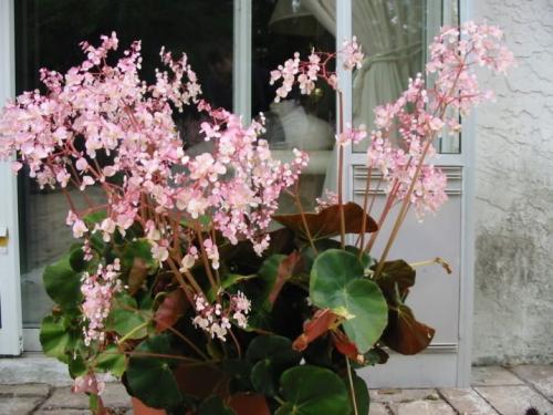 Бегония с красными листьями. Популярные виды и сорта 03