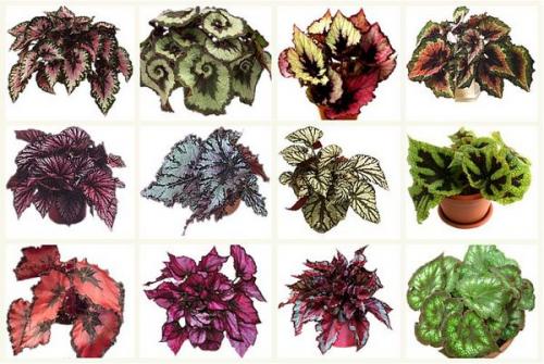 Бегония с красными листьями. Популярные виды и сорта 08