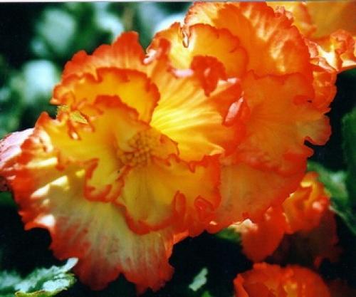 Бегония с красными листьями. Популярные виды и сорта 17