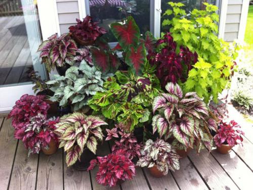 Бегония с красными листьями. Популярные виды и сорта 06