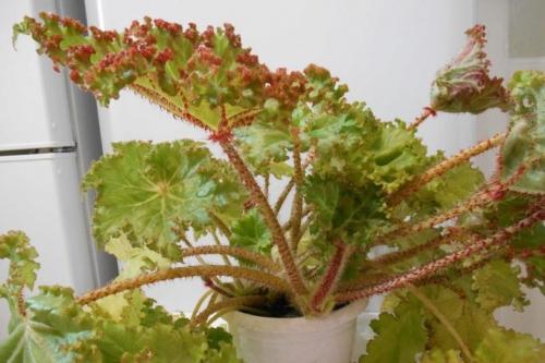 Бегония с красными листьями. Популярные виды и сорта 02