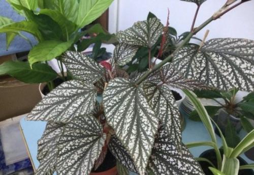 Бегония с красными листьями. Популярные виды и сорта 05