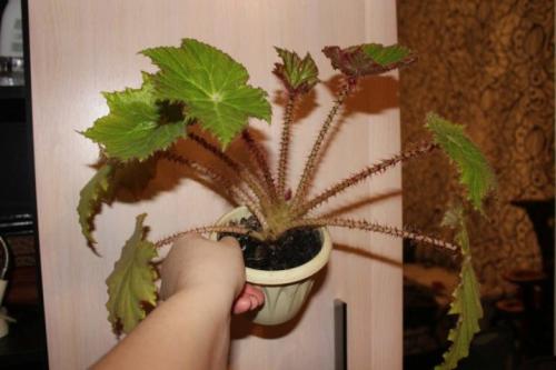 Бегония с красными листьями. Популярные виды и сорта 04