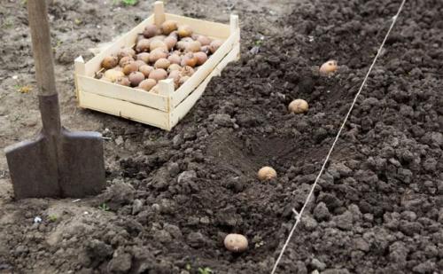 Картофель Адретта форум. Описание сорта картофеля Адретта – характеристика, достоинства и недостатки, отзывы