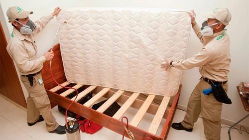 Откуда берутся клопы в частном доме. Уничтожаем клопов с помощью народных средств