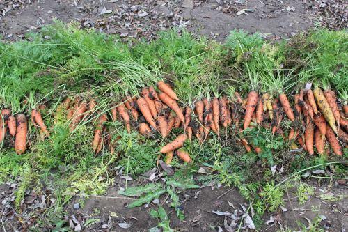 Как сохранить на зиму морковь в погребе. Как правильно хранить морковь в погребе зимой