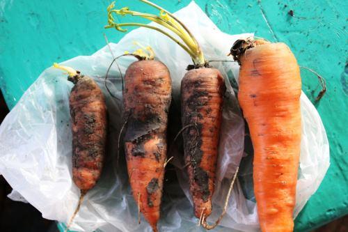 Как сохранить на зиму морковь в погребе. Как правильно хранить морковь в погребе зимой