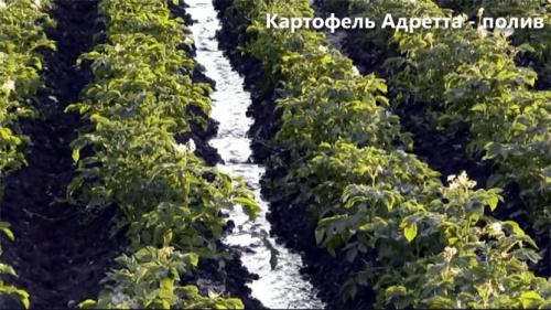 Картофель Адретта форум. Описание сорта картофеля Адретта – характеристика, достоинства и недостатки, отзывы