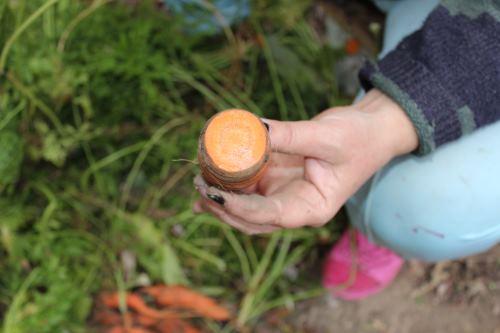 Как сохранить на зиму морковь в погребе. Как правильно хранить морковь в погребе зимой