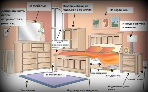 Откуда берутся клопы в частном доме. Уничтожаем клопов с помощью народных средств