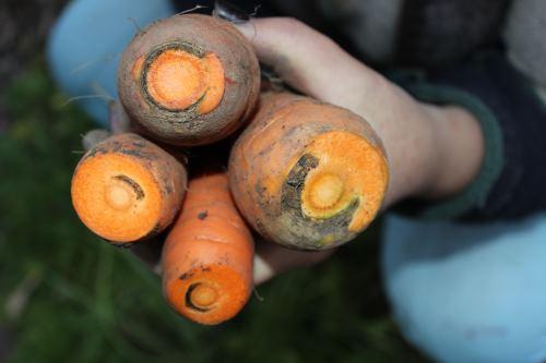 Как сохранить на зиму морковь в погребе. Как правильно хранить морковь в погребе зимой