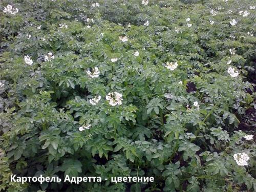 Картофель Адретта форум. Описание сорта картофеля Адретта – характеристика, достоинства и недостатки, отзывы