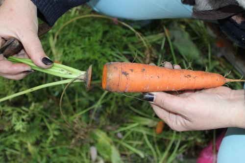Как сохранить на зиму морковь в погребе. Как правильно хранить морковь в погребе зимой