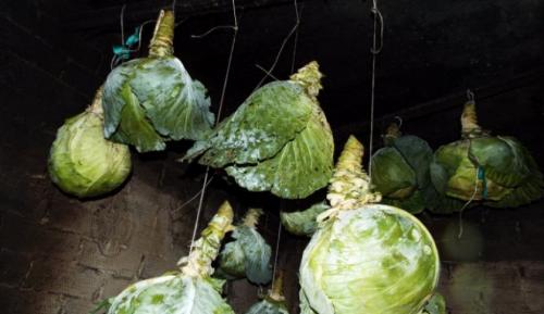 Как хранить капусту зимой в подвале. Как сохранить капусту на зиму в погребе