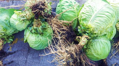 Как хранить капусту зимой в подвале. Как сохранить капусту на зиму в погребе 10 Как хранить капусту зимой в подвале. Как сохранить капусту на зиму в погребе 10