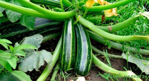 Как убрать горечь в кабачковой икре. Что делать если икра горчит. Икра , как убрать горечь у икры 07