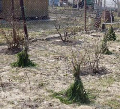Особенности подготовки груш к зиме в разных регионах. Уход за грушей осенью 10 Особенности подготовки груш к зиме в разных регионах. Уход за грушей осенью 10