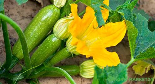 Как убрать горечь в кабачковой икре. Что делать если икра горчит. Икра , как убрать горечь у икры 06