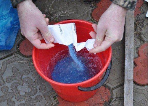 Парша на груше и яблоне. 5 способов борьбы с паршой на яблонях и грушах