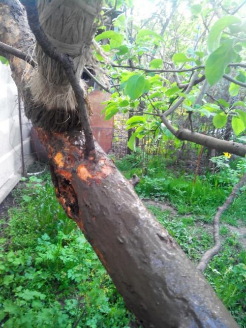 Парша на груше и яблоне. 5 способов борьбы с паршой на яблонях и грушах 08