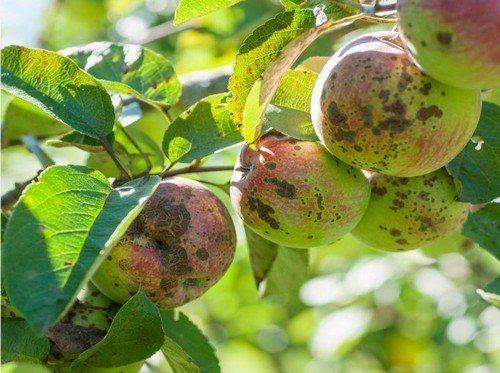 Парша на груше и яблоне. 5 способов борьбы с паршой на яблонях и грушах