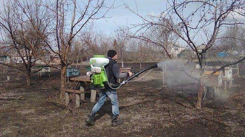 Парша на груше и яблоне. 5 способов борьбы с паршой на яблонях и грушах