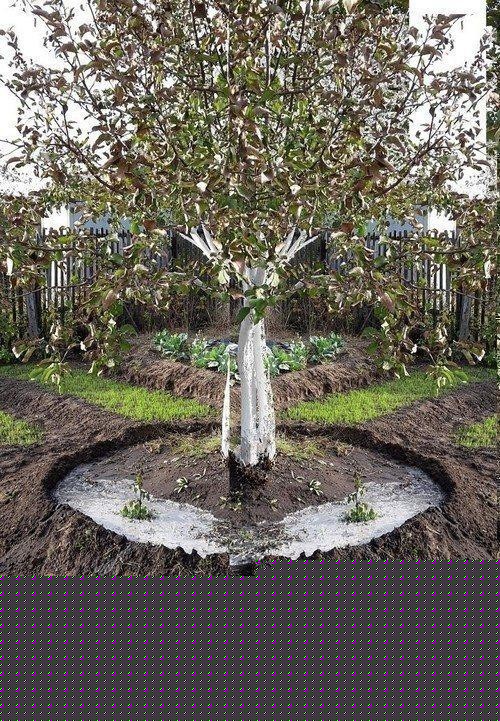 Парша на груше и яблоне. 5 способов борьбы с паршой на яблонях и грушах