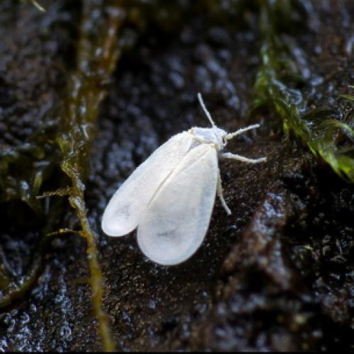 Борьба с садово-огородными вредителями. Подземные вредители сада и огорода 24 Борьба с садово-огородными вредителями. Подземные вредители сада и огорода 24
