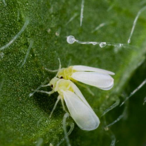 Борьба с садово-огородными вредителями. Подземные вредители сада и огорода 21 Борьба с садово-огородными вредителями. Подземные вредители сада и огорода 21