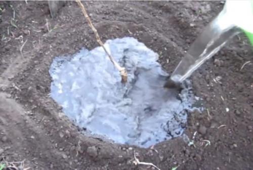 Время посадки груши весной. Как сажать грушу: видео