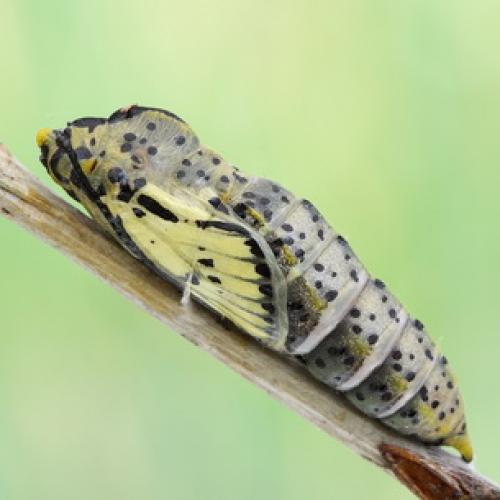 Борьба с садово-огородными вредителями. Подземные вредители сада и огорода 28 Борьба с садово-огородными вредителями. Подземные вредители сада и огорода 28