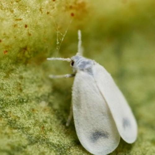 Борьба с садово-огородными вредителями. Подземные вредители сада и огорода 23 Борьба с садово-огородными вредителями. Подземные вредители сада и огорода 23