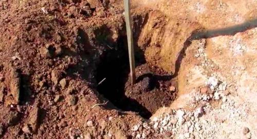 Время посадки груши весной. Как сажать грушу: видео