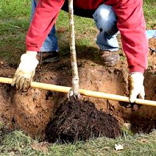 Время посадки груши весной. Как сажать грушу: видео