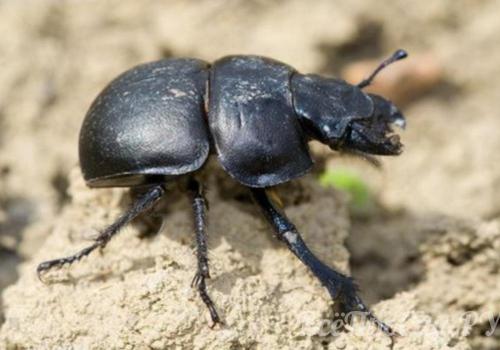 Борьба с садово-огородными вредителями. Подземные вредители сада и огорода