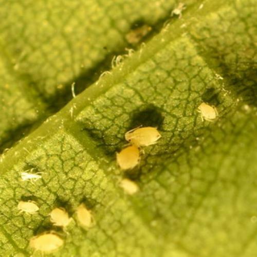 Борьба с садово-огородными вредителями. Подземные вредители сада и огорода 17 Борьба с садово-огородными вредителями. Подземные вредители сада и огорода 17