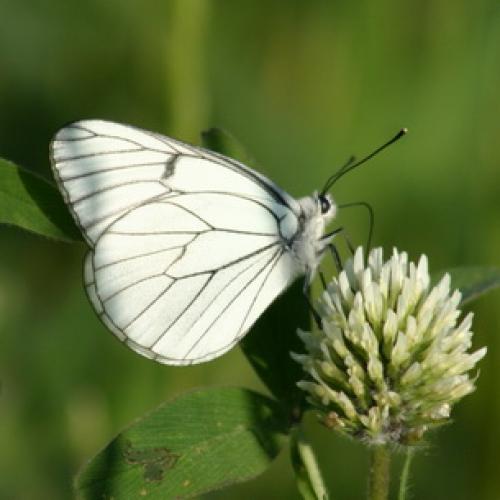 Борьба с садово-огородными вредителями. Подземные вредители сада и огорода 27 Борьба с садово-огородными вредителями. Подземные вредители сада и огорода 27