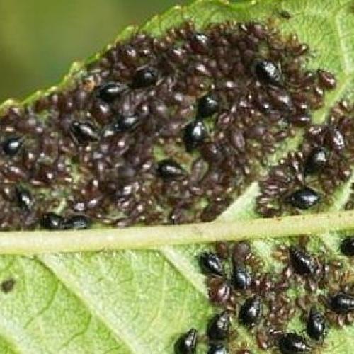 Борьба с садово-огородными вредителями. Подземные вредители сада и огорода 20 Борьба с садово-огородными вредителями. Подземные вредители сада и огорода 20