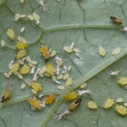 Борьба с садово-огородными вредителями. Подземные вредители сада и огорода 19 Борьба с садово-огородными вредителями. Подземные вредители сада и огорода 19