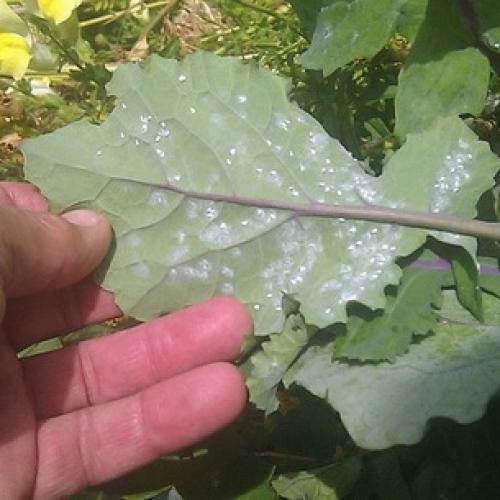 Борьба с садово-огородными вредителями. Подземные вредители сада и огорода 22 Борьба с садово-огородными вредителями. Подземные вредители сада и огорода 22