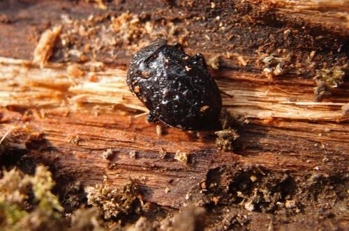 Вредители огорода живущие в земле. Подземные жители. Каких насекомых можно найти в почве и стоит ли их бояться