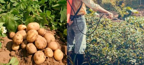 Чем обработать яблони и груши от парши. Чем обработать от Парши?