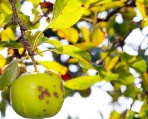 5 способов борьбы с паршой на яблонях и грушах. Что такое парша?