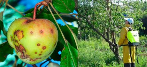 Чем обработать яблони и груши от парши. Чем обработать от Парши?