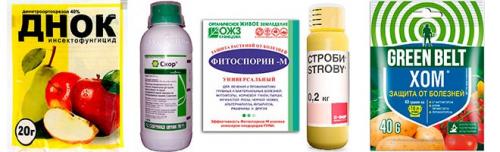 Что такое парша на груше. Парша на груше
