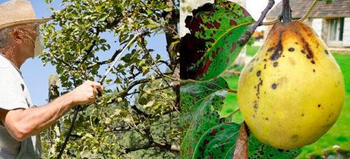 Чем обработать яблони и груши от парши. Чем обработать от Парши?