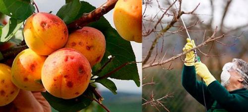 Чем обработать яблони и груши от парши. Чем обработать от Парши?