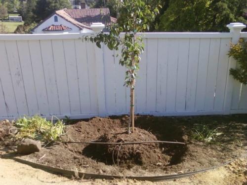 Как посадить грушу весной. Посадка груши весной – когда и как сажать