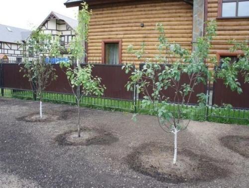 Как посадить грушу весной. Посадка груши весной – когда и как сажать